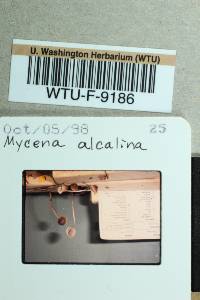 Mycena alcalina image