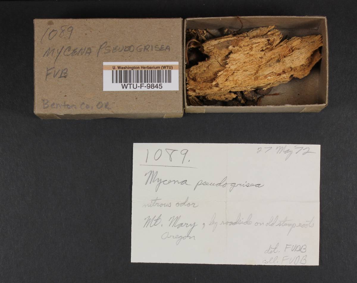 Mycena pseudogrisea image