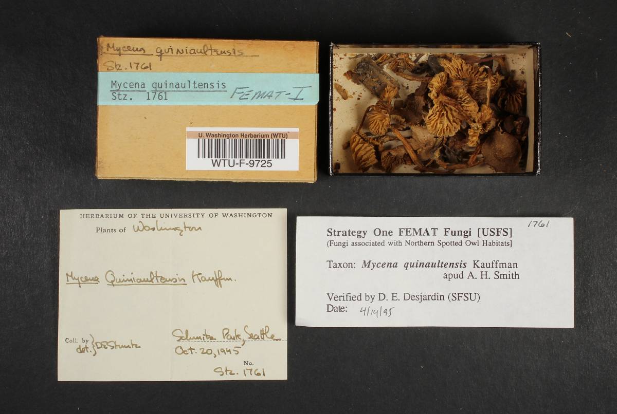 Mycena quiniaultensis image