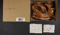 Neolentinus lepideus image