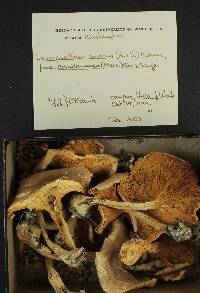 Leucopaxillus amarus f. roseibrunneus image