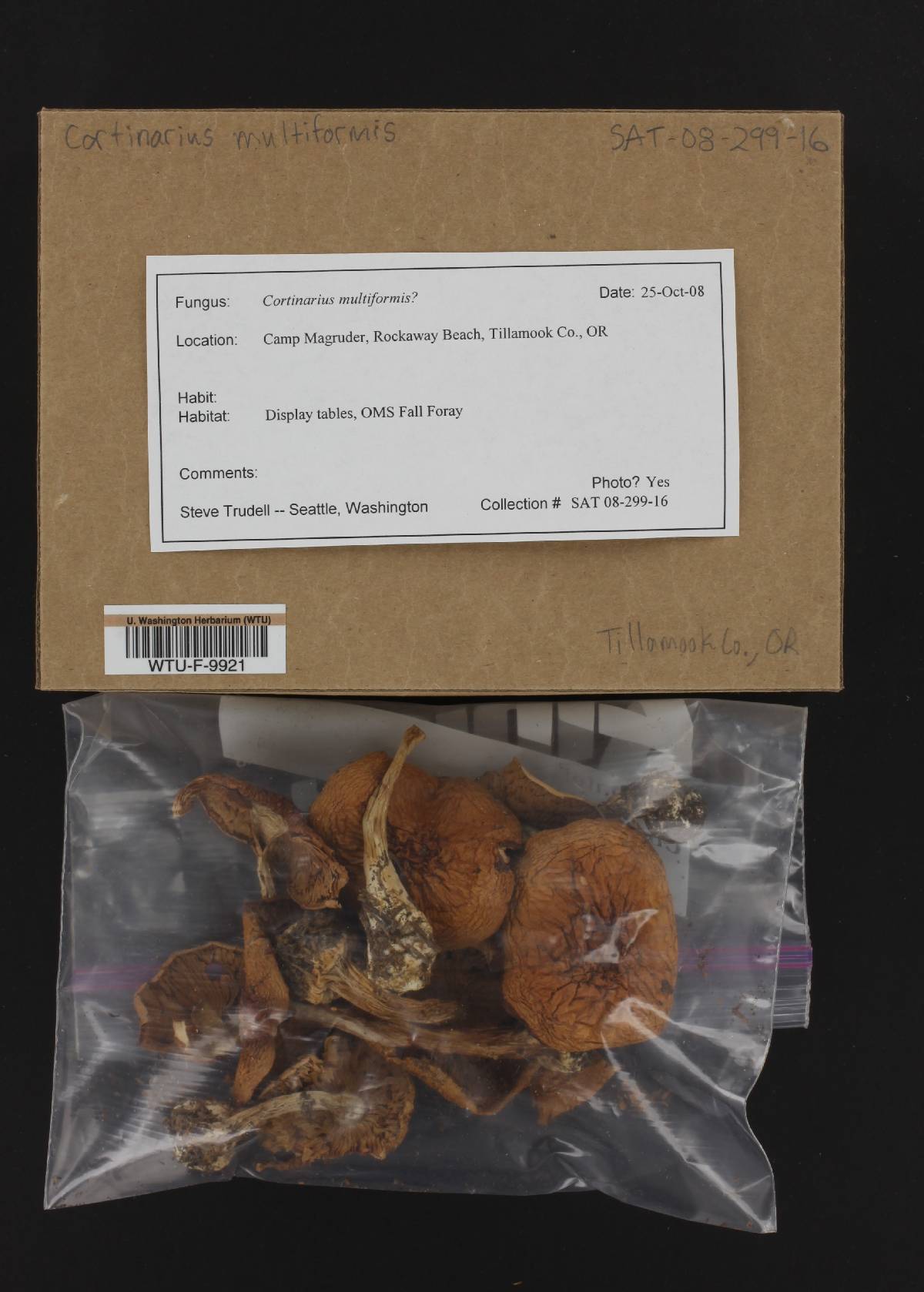 Cortinarius polymorphus image
