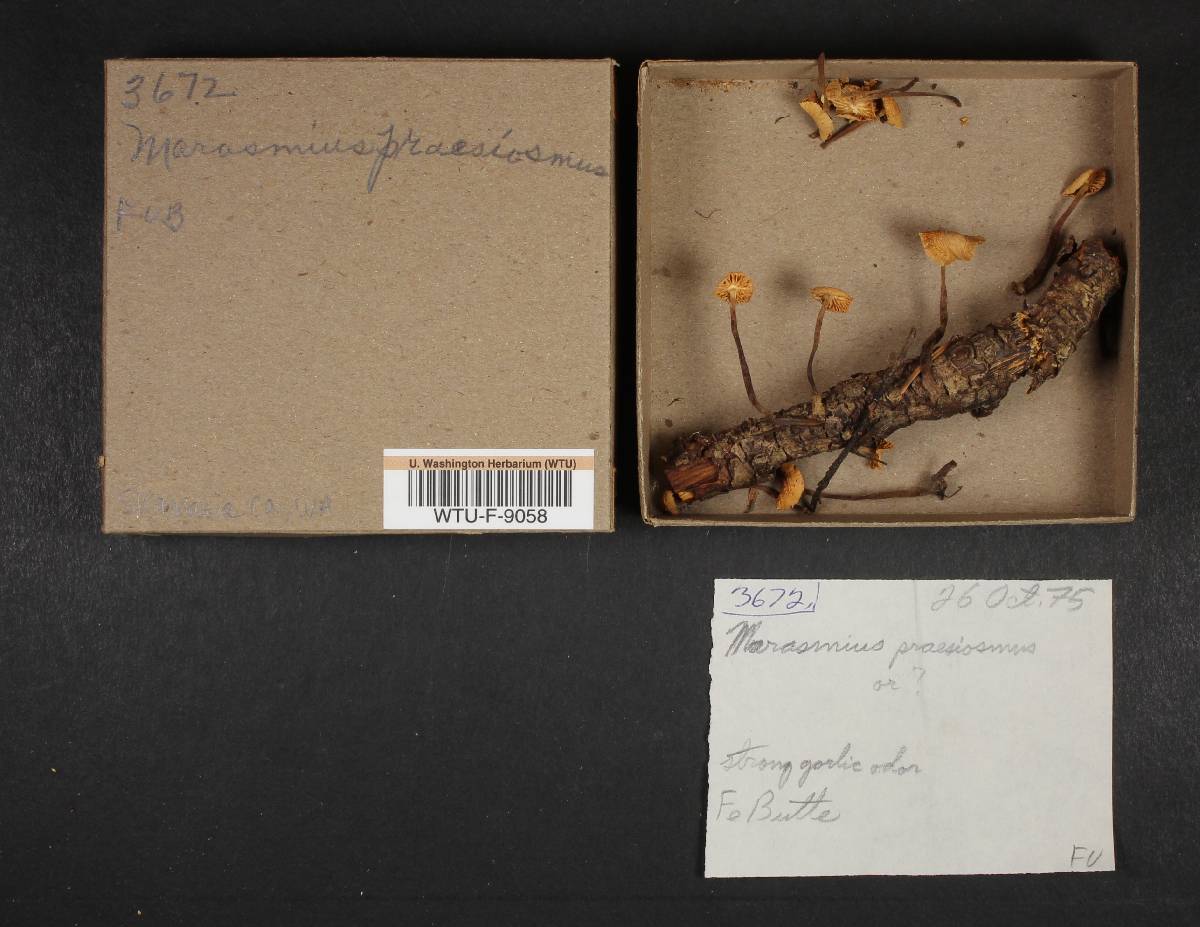 Marasmius prasiosmus image