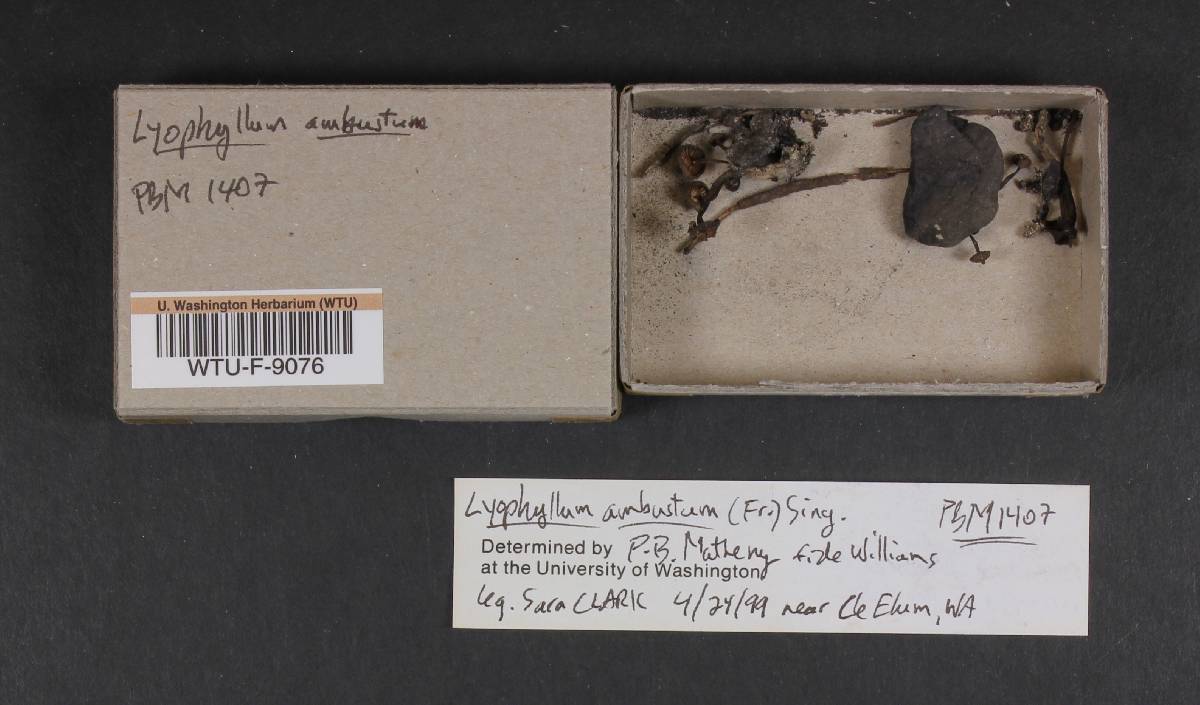 Tephrocybe ambusta image