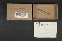 Marasmius prasiosmus image