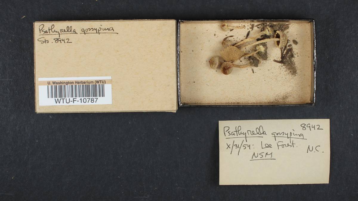 Psathyrella gossypina image