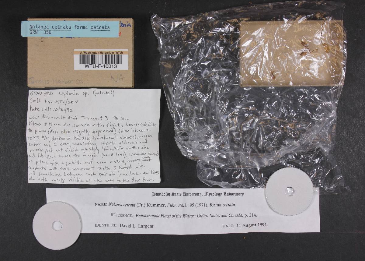 Nolanea bicoloripes image