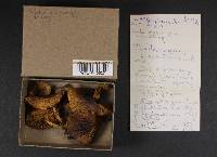 Pholiota spumosa image