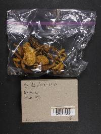Pholiota alnicola image