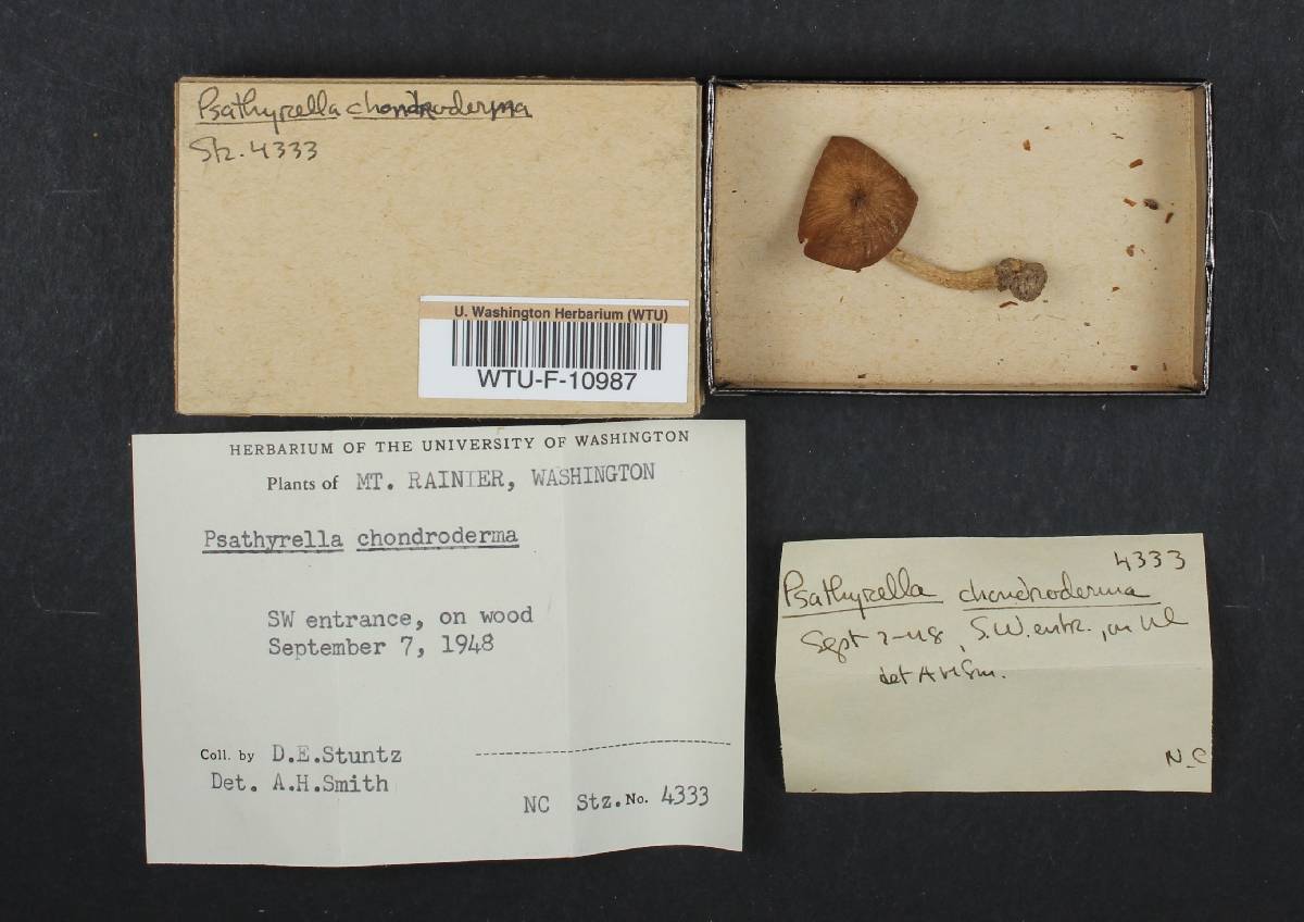 Psathyrella pertinax image