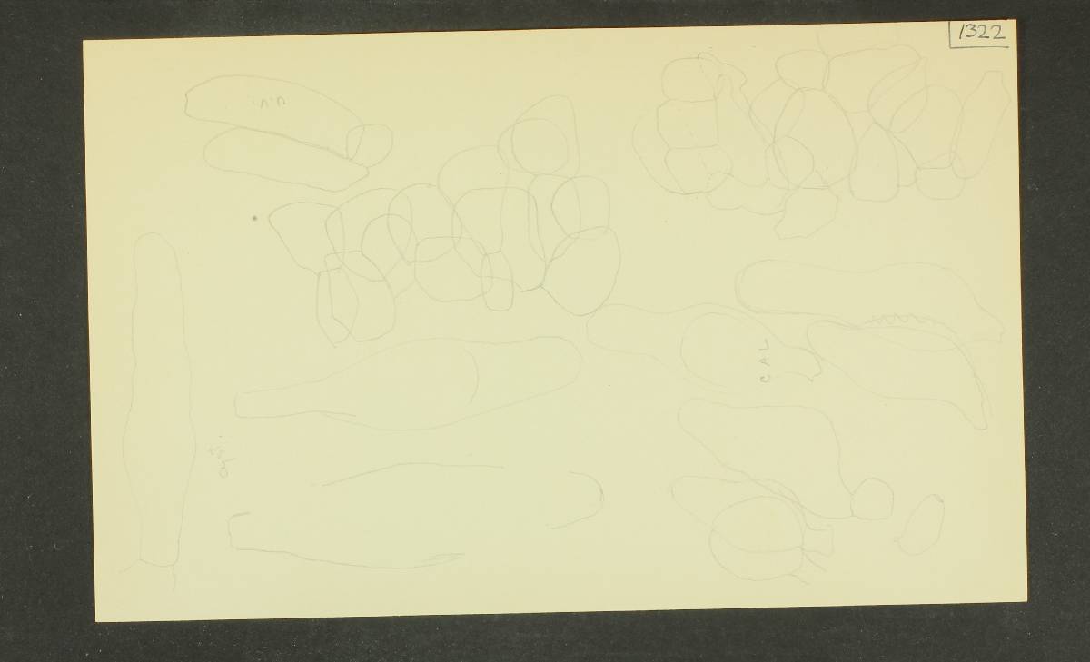Psathyrella gossypina image