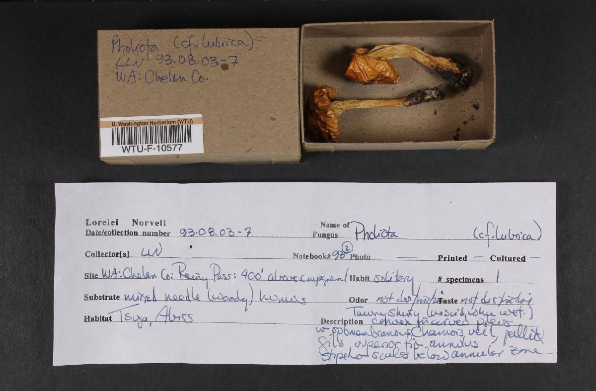 Pholiota lubrica image