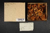 Pholiota kauffmaniana image