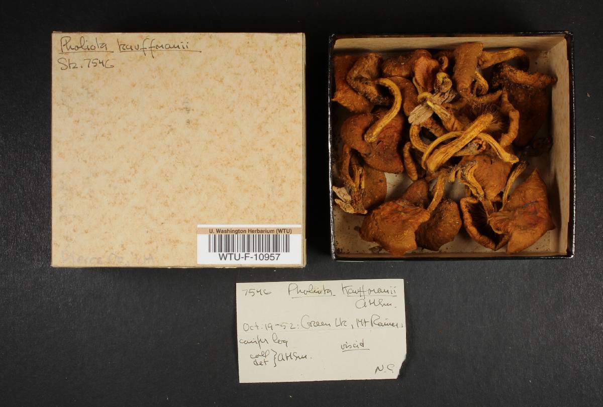 Pholiota kauffmaniana image