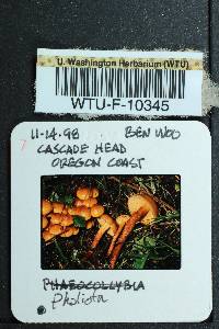 Pholiota alnicola image