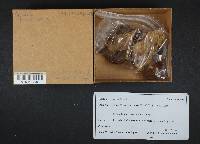 Suillus tomentosus image