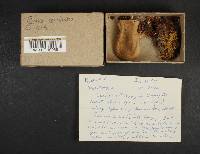 Panus conchatus image