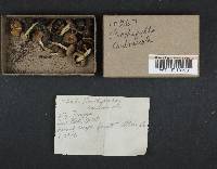 Psathyrella pennata image