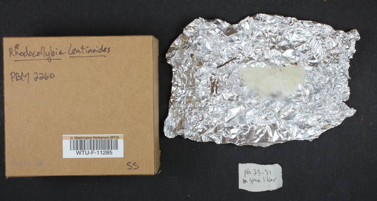 Rhodocollybia lentinoides image
