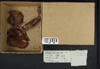 Image of Pluteus nigrofloccosus