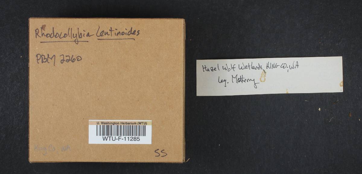 Rhodocollybia lentinoides image