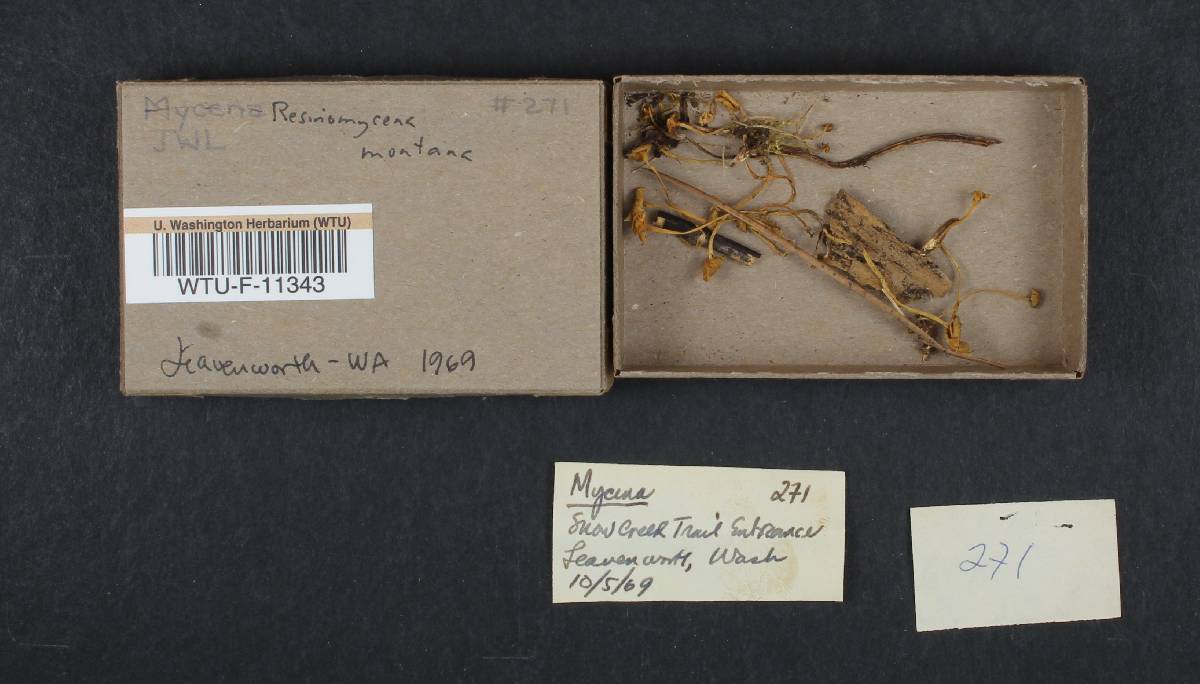 Resinomycena montana image