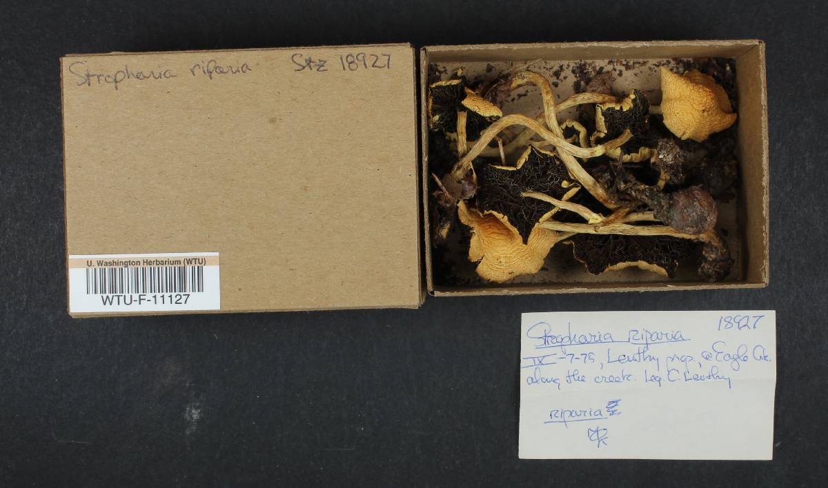 Stropharia riparia image