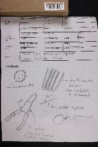 Russula xerampelina image