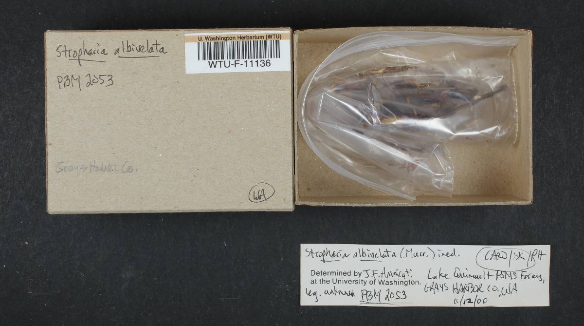 Stropharia albivelata image