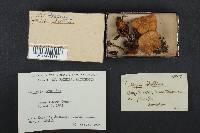 Rhodocybe nitellina image