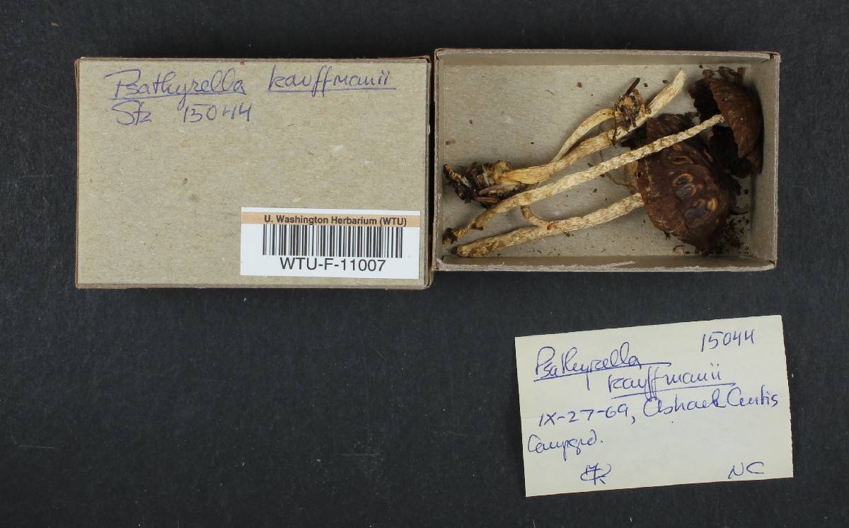 Psathyrella kauffmanii image