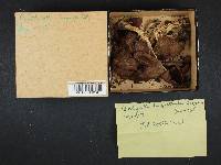 Psathyrella longistriata image