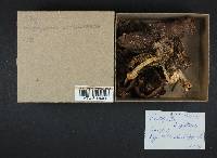 Psathyrella longistriata image