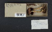 Psathyrella longistriata image