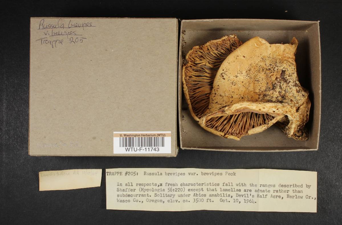Russula brevipes var. brevipes image