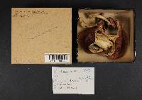 Russula xerampelina image