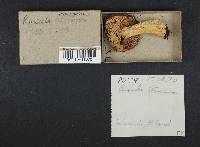 Russula atrovinosa image