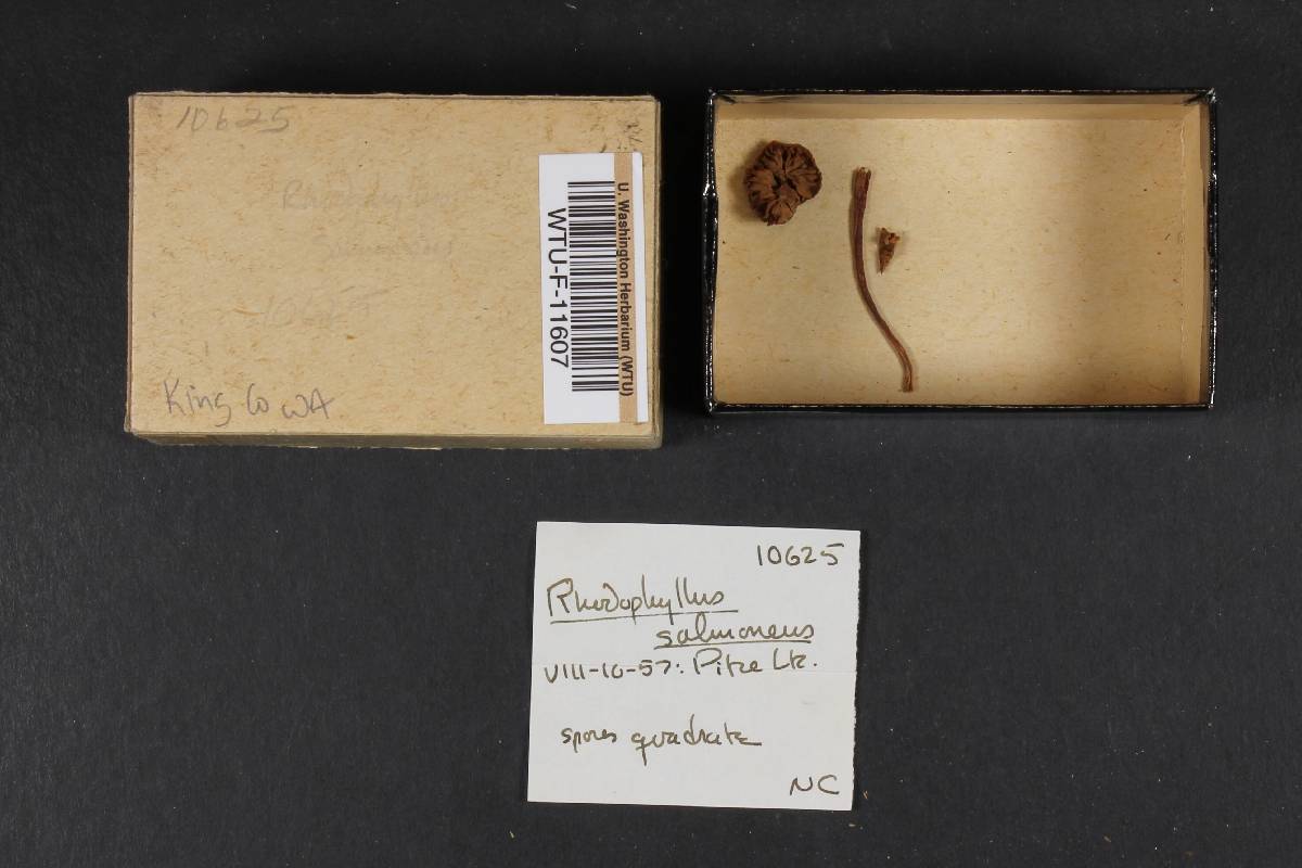 Rhodophyllus salmoneus image