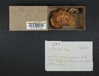 Suillus tomentosus image