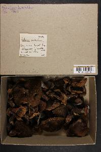 Boletus hirtellus image