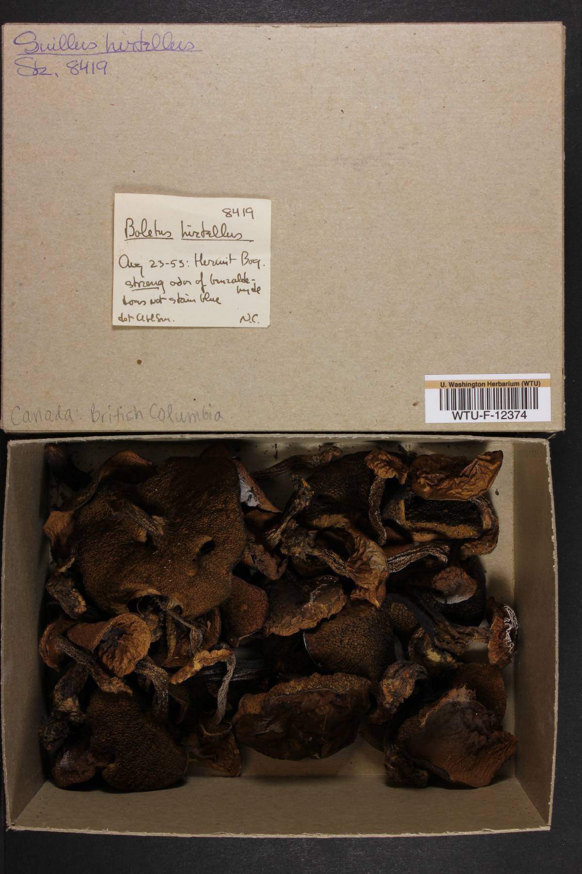 Boletus hirtellus image