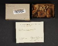 Tricholoma saponaceum image