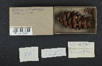 Strobilurus trullisatus image