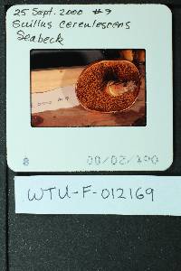 Suillus caerulescens image