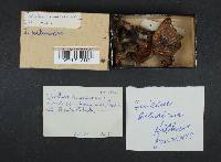 Suillus americanus image