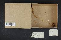 Protostropharia semiglobata image