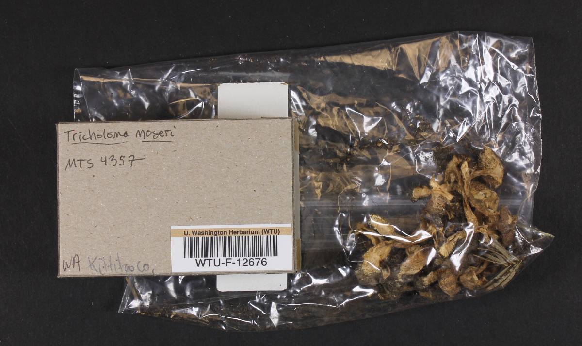 Tricholoma moseri image