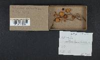 Psilocybe pelliculosa image