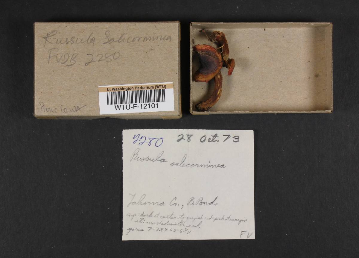 Russula rubrotincta image