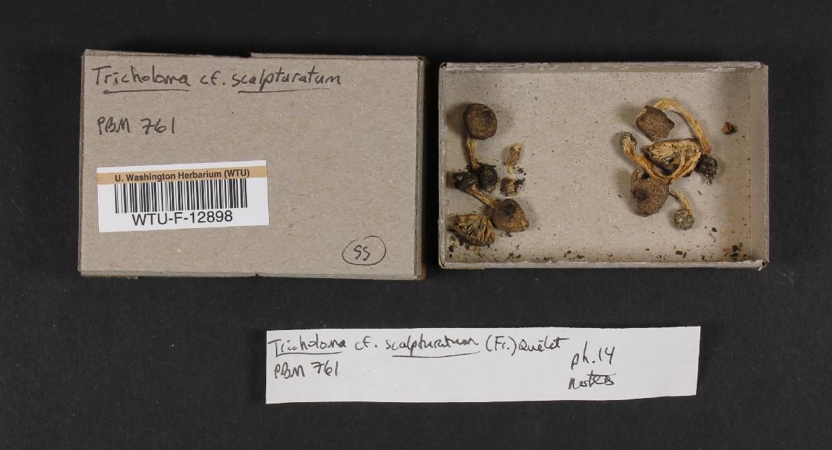 Tricholoma scalpturatum image